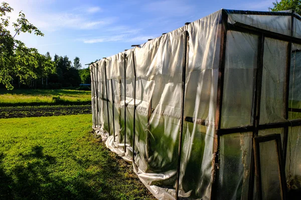 Сонячний сільський сад з зеленим лугом і теплицею — стокове фото