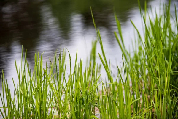 Motif d'herbe verte avec fond flou. texture estivale — Photo