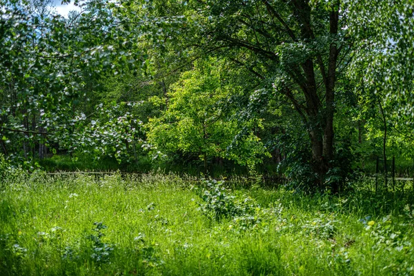 Verde paesaggio di campagna con prati verdi e alberi in estate — Foto Stock