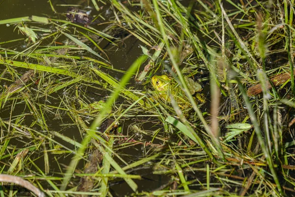 První jarní zelené listy trávy kvetou nahou prázdnou GRO — Stock fotografie