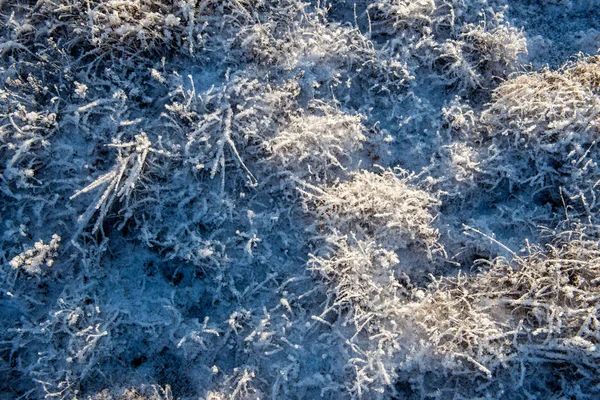 Hiver sec végétation arbres branches et feuilles givré couvert wi — Photo