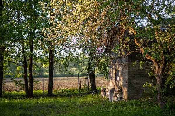 Zonnige landelijke tuin met groene weide en serre — Stockfoto