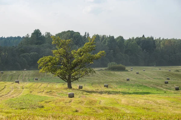 Solo árbol grande en el medio de pastos de prado verde —  Fotos de Stock