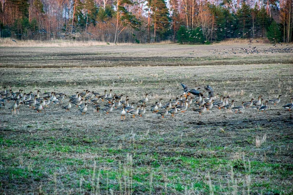 Bandada de aves que se alimentan en el suelo en primavera en el país — Foto de Stock