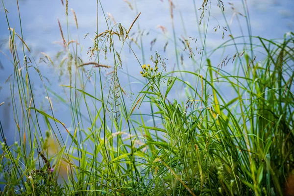 Зеленый рисунок травы с размытым фоном. летняя текстура — стоковое фото