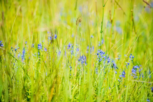 Grünes Grasmuster mit unscharfem Hintergrund. Sommerliche Textur — Stockfoto