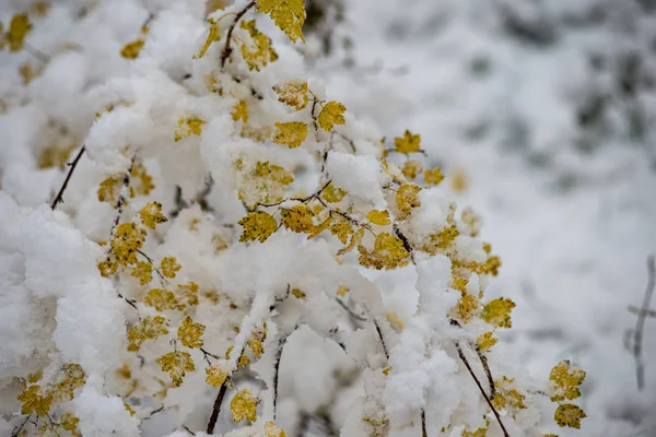 冬季干枯的植被树枝和被霜冻覆盖的树叶 — 图库照片