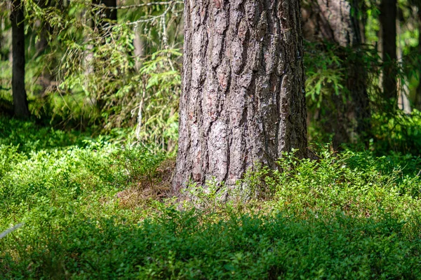 Texture de la forêt avec paroi du tronc d'arbre en été vert — Photo