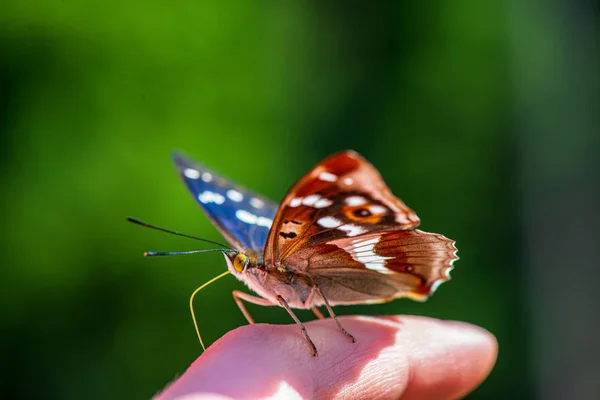 Mariposa descansando en la mano humana en el sol de verano —  Fotos de Stock
