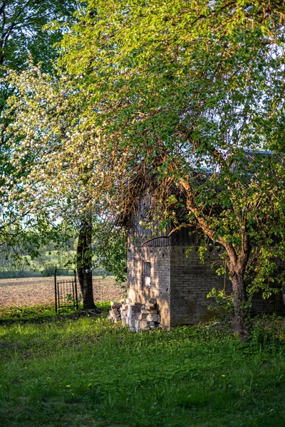 Sonniger Landgarten mit grüner Wiese und Gewächshaus — Stockfoto