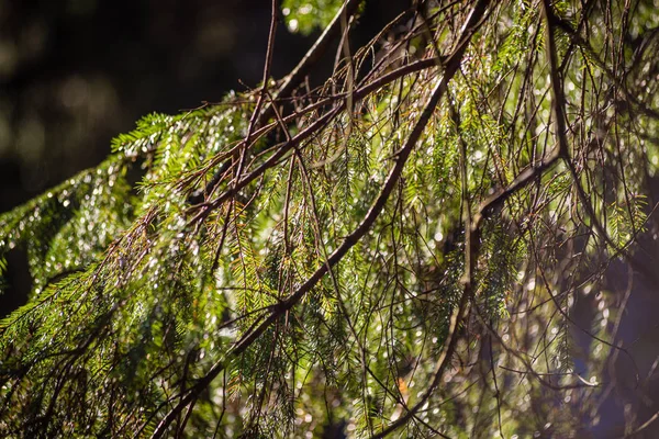 Rami verdi di abete rosso bagnato in natura con sfondo sfocato — Foto Stock