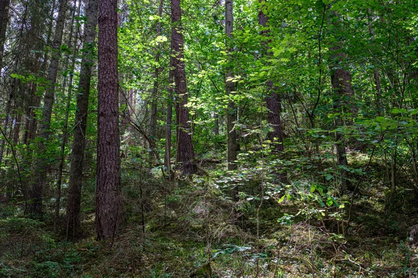 Textura da floresta com árvore parede tronco no verão verde — Fotografia de Stock