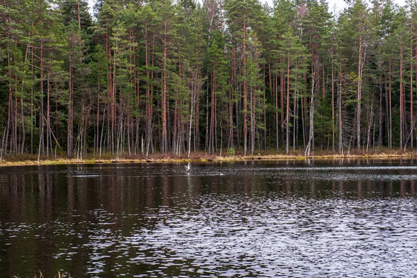 Río en verano orillas verdes con reflejos de árboles en el agua — Foto de Stock