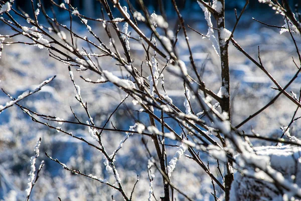 Vinter torr vegetation träd grenar och blad frostiga täckt wi — Stockfoto