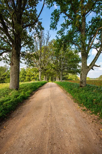 Trädstam textur vägg i skog med rytmmönster — Stockfoto