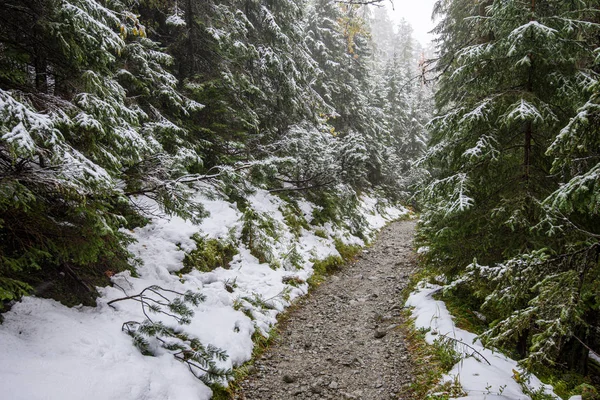 Sendero turístico húmedo húmedo con sobras de nieve a los lados — Foto de Stock