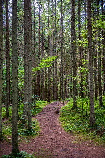Pared de textura de tronco de árbol en bosque con patrón de ritmo — Foto de Stock