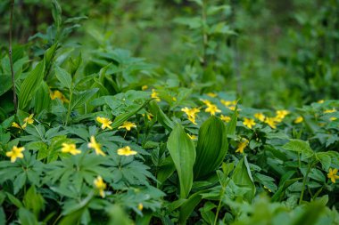 çıplak boş gro çiçekçim ilk bahar yeşil yaprakları