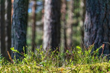 ritim desenli ormanda ağaç gövdesi doku duvarı