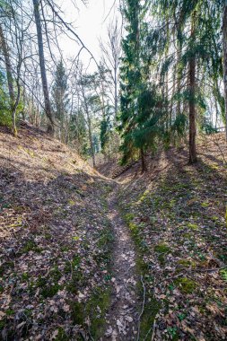 ritim desenli ormanda ağaç gövdesi doku duvarı