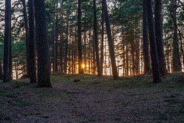 ritim desenli ormanda ağaç gövdesi doku duvarı
