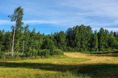 yeşil çayır çayır mera ortasında tek büyük ağaç