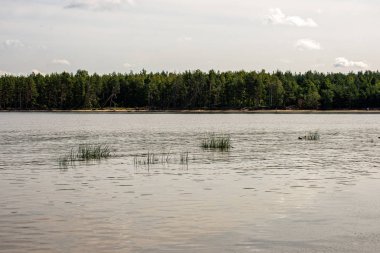 akarsu dibinde yansımaları ve kayalar ile su dokusu