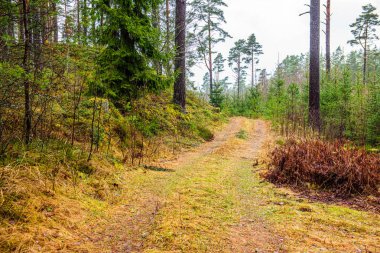 ritim desenli ormanda ağaç gövdesi doku duvarı