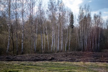 yeşil yaz ağaç gövde duvar ile orman dokusu