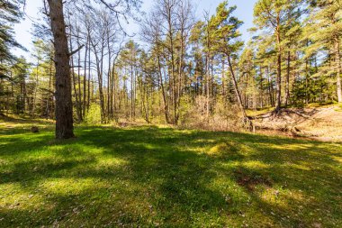 ritim desenli ormanda ağaç gövdesi doku duvarı