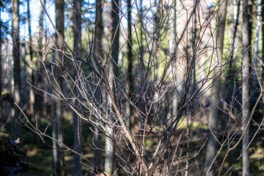 yeşil yaz ağaç gövde duvar ile orman dokusu