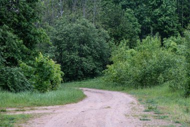 yeşil yaz ağaç gövde duvar ile orman dokusu