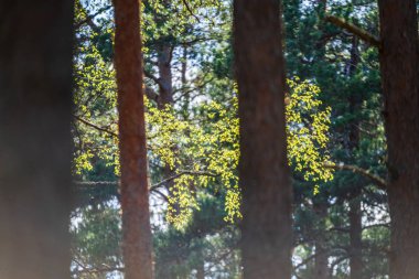 ritim desenli ormanda ağaç gövdesi doku duvarı