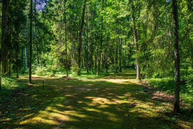 ritim desenli ormanda ağaç gövdesi doku duvarı