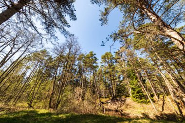 ritim desenli ormanda ağaç gövdesi doku duvarı