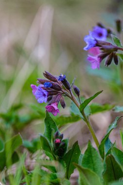 çıplak boş gro çiçekçim ilk bahar yeşil yaprakları