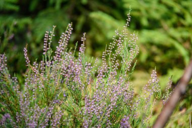 sonbaharda yeşil orman yosunu içinde açan fundalık