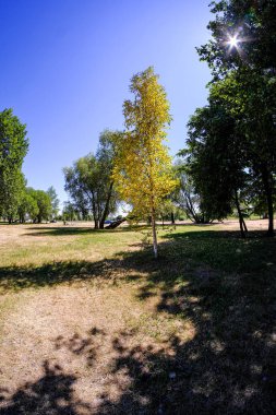 yeşil çayır çayır mera ortasında tek büyük ağaç