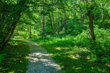 ritim desenli ormanda ağaç gövdesi doku duvarı