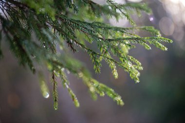 bulanıklık arka plan ile doğada yeşil ıslak ladin ağacı dalları