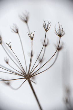 Kuru kış bitkisi dalları ve yaprakları donuk.