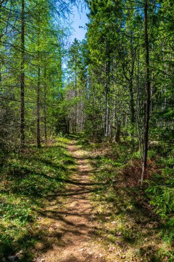 ritim desenli ormanda ağaç gövdesi doku duvarı