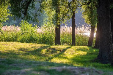 ritim desenli ormanda ağaç gövdesi doku duvarı
