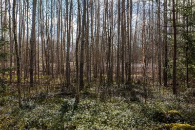 ritim desenli ormanda ağaç gövdesi doku duvarı