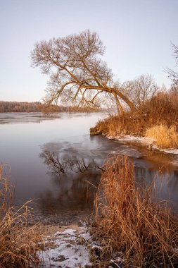 yeşil çayır çayır mera ortasında tek büyük ağaç