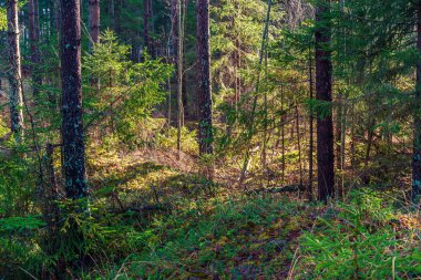 ritim desenli ormanda ağaç gövdesi doku duvarı