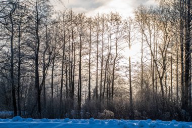 ritim desenli ormanda ağaç gövdesi doku duvarı