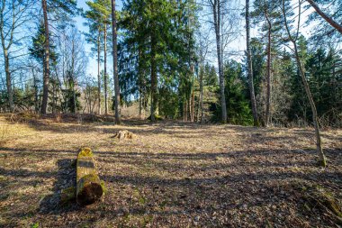 ritim desenli ormanda ağaç gövdesi doku duvarı