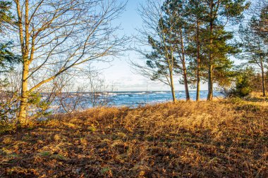 ritim desenli ormanda ağaç gövdesi doku duvarı