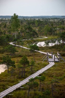 turistler için ormanda güneşli yaz yürüyüş yolu patika